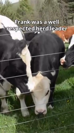 Our Farm Sanctuary family recently lost a very dear friend, Frank steer. 💔 In 2016, Frank ran for his life after he courageously fled from a NYC slaughterhouse right onto the campus of York College in Queens. Videos from the scene showed a frightened and misunderstood bull who went to the only thing he knew was safe in a sea of unfamiliar sights and sounds: grass. Frank's reaction shouldn't have been a surprise to hundreds of onlookers as they cheered, laughed, and took videos on their phones. 