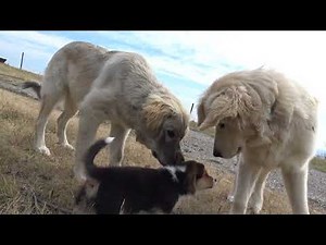 Corgi Puppy Meets Great Pyrenees