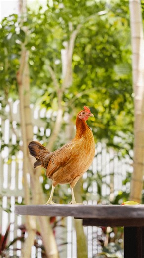Inncase you missed it, we’re rewinding 2025 ⏪ A year of mojitos, pride, outrageous Fantasy Fest costumes, and of course, plenty of chickens 🐔✨ Here’s to an unforgettable year and an even brighter 2026. Happy New Year from the Key West Historic Inns family! | Key West Historic Inns