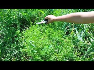 Cum se taie cimbrul ?