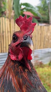 Lunes na naman! Backyard Level! #followerseveryone #backyardbreedermoves #lemzbackyard #fbreelsvideo #viralreels #reelsviralfb #reelstrending #viralreelschallenge #reelsfacebook #fblifestyle | Lemz Backyard