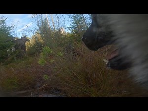Norwegian Elkhound Chasing a Cow Moose (Dogs POV With GoPro)