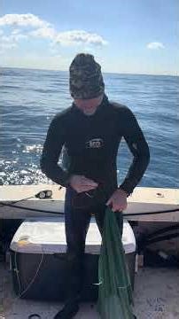 Lobster corn unloading big sacks of Florida Lobster. Commercial diving for lobster and aquarium fish