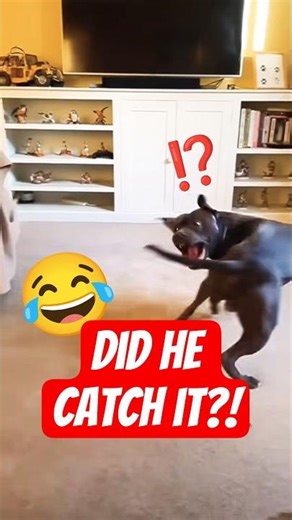 FUNNY Dogs chasing their tails! Try not to laugh!! 😂 #funnyanimals #funnydogs #shortsfeed #pets #dog