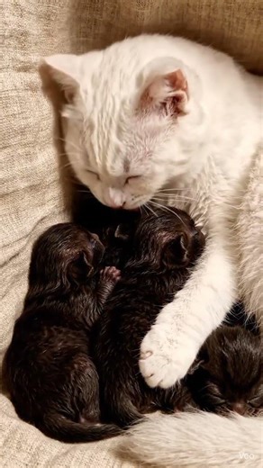 Five Little Souls… One Mother’s Love 🖤🤍