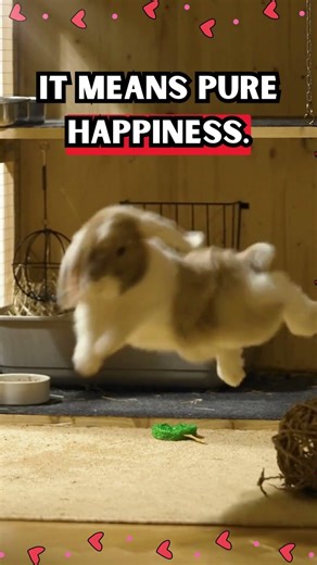 Rabbits’ Happy Behavior 🐰💓#bunny #petbunny #rabbit #happypets