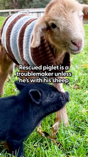 Mischief-maker piglet has only one soft spot — his sheep bestie ❤️ Debbie told us about Willow and Percy's relationship and how they've been together since Day 1! To help Where Pigs Fly Farm Sanctuary save more animals like Willow and Percy, you can donate here: thedo.do/wpfsdonate. You can also check them out on Instagram: thedo.do/wherepigsflyfarmsanctuary and YouTube: thedo.do/WherePigsFlyFarmSanctuary. | The Dodo