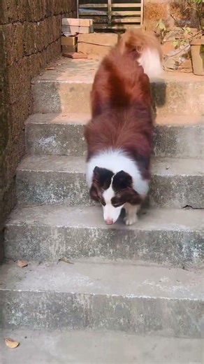 Border Collie Kerala India #dog #bordercollie #puppy #pets #herdingdog #cutedog #borderdoodle