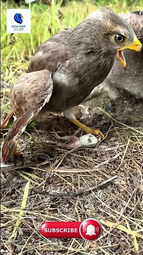 I Tried Eagle and Hawk Hunting Tactics for 30 Days Here's What Happened