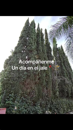 A Day as an Arborist: Trimming Cypress Trees