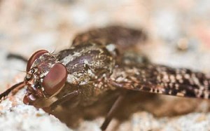 Sleeping sickness: Kenya hosts AU's InterAfrican Bureau global conference on Tsetse flies