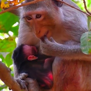 4.1K views · 114 reactions | Newly baby macaque, tiny baby monkey looks hungry | Monkey BC | Facebook