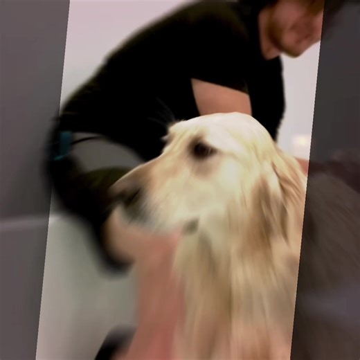 #CHICA @markiplier SHE IS ADORABLE #fyp #xyzbca #edit #markiplier | chica the dog