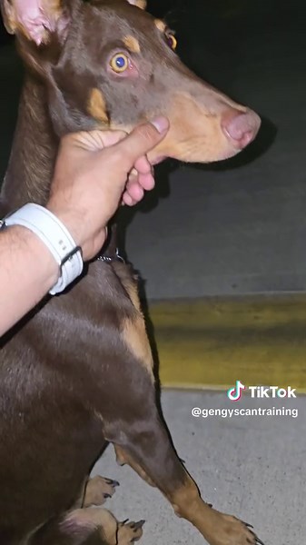 Gengy's Can - Dog Training on TikTok