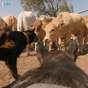 84K views · 421 reactions | Australian cattle dogs play a crucial role on farms across the country. These pups aren't just pets, they are valued members of the team at this Queensland station. | 7.30 | Facebook