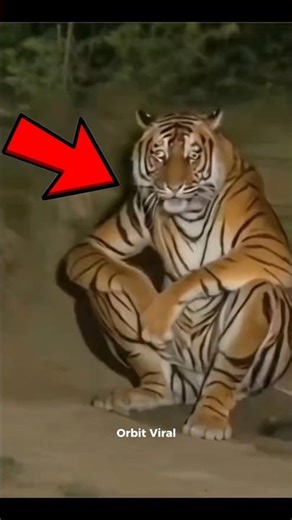 Top 5 Night Animals That RULE The Dark! 🌙🔥 #Shorts