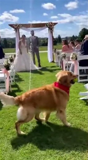 Dog Activates Sprinklers During Wedding