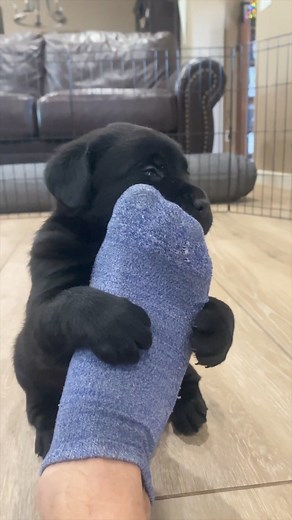 I need a hug....🥺 #labrador #labradorretriever #labradorpuppy #labradoodle | Petss