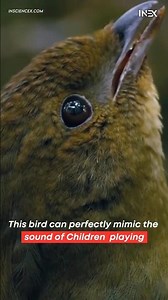 LYREBIRD can perfectly Mimic sound of children 😱 #mimicrybird #shorts #insciencex