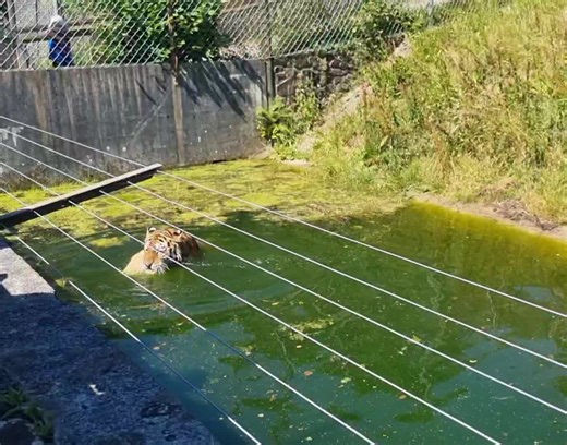 30K views · 563 reactions | Splish splash Dragan is taking a bath!   Keeping our animals cool in this heat is so important, so we loved seeing this little swimming session today ❤️ | Dartmoor Zoological Society | Facebook