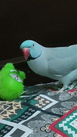 Talking Parrot Playing With Toy 🫣🔥