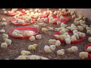 what to do during brooding of chicks to avoid early mortality in broilers