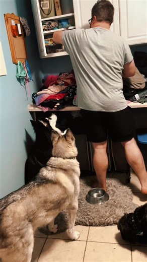 Clever Dogs Using Manipulation for Extra Treats