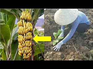 How to grow Cavendish banana from start to finish