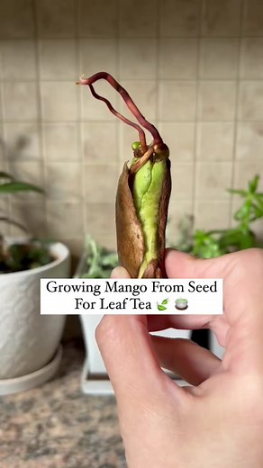 Mango Seed Planting Tips for a Successful Garden Project
