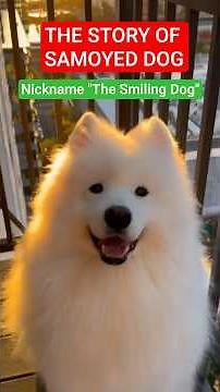 The Story of Samoyed Dog Life