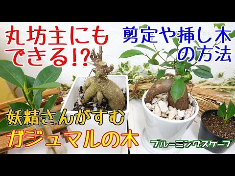 ガジュマルの剪定や挿し木の方法！丸坊主にもできる!?【ブルーミングスケープ】 観葉植物
