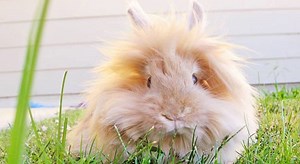Lionhead rabbit - Alchetron, The Free Social Encyclopedia