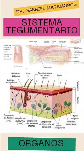 Componentes del sistema tegumentario #medicine