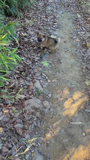 #dog #cutedog | dog tiktok video