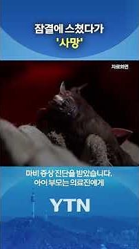 The unexpected culprit spreading rabies #shorts / YTN