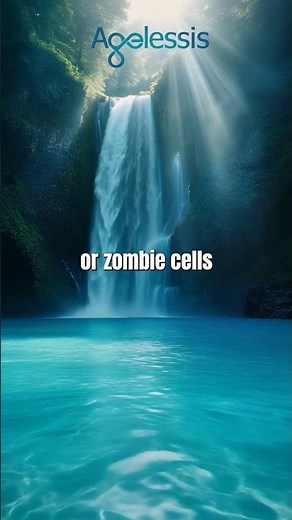 How Cellular Aging Works and Why Senescent Cells Matter