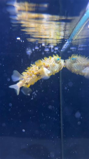 Before you ask, it’s NOT a puffer! Meet the Spiny Boxfish (Chilomycterus schoepfii), equipped with fixed spines for defense and a fused beak for munching on hard-shelled snacks!  Known for their slow, stable 'hovering' movement and release of pahutoxin when stressed, these quirky swimmers need a special fish-only tank and a protein-packed diet to thrive | Birchwood Aquatic Centre | Facebook