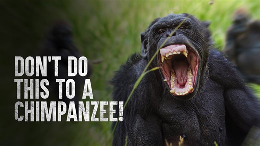 Surviving a Chimpanzee Attack