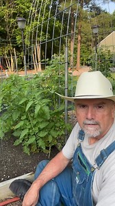 Determinate vs Indeterminate Tomato Pruning #myopinion #gardentips #gardening #homestead #farm #foodforest #sustainability #permaculture | PawPaw Ridge Homestead
