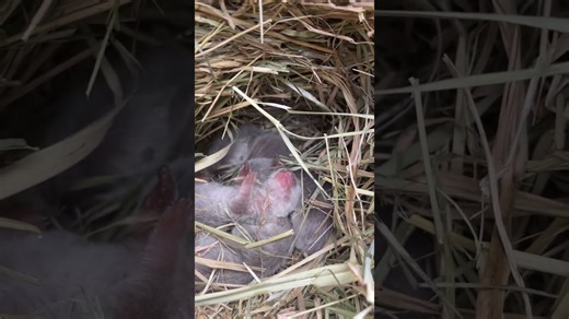 Newborn otters experience first river swim