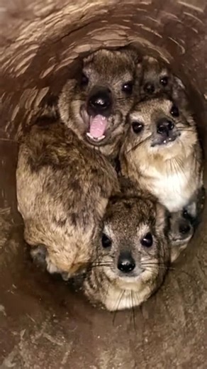Michael kuroda on Instagram: "An awawa of hyraxes scream at POV Hyraxes are small rodent-like creatures, and like to scream and chirp to one another. Where their cousins, elephants and manatees, survive with sheer size or their safer environments, the beasts scream to communicate from their little crevices and holes. Here is an example of one of their soothing calls. #hyrax #wawa #animalsound #wawasound #awawa #hydrox #hydrax #wombat #gopher #chipmunk #groundhog #quokka"