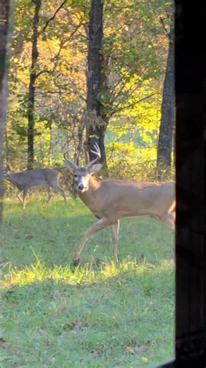 awesome close up video of 8 duing rut
