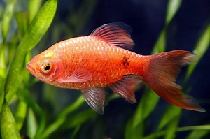 Rosy Barb: Tank Setup, Care Guide, Breeding And More…