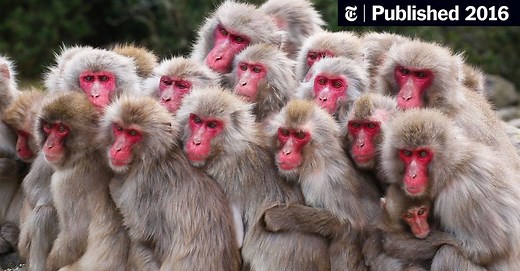 Japanese Monkeys Like to Socialize, Even With Nits to Pick (Published 2016)