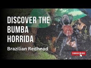 Meet the Bumba Horrida :The Brazilian Redhed Tarantula Unveiled!