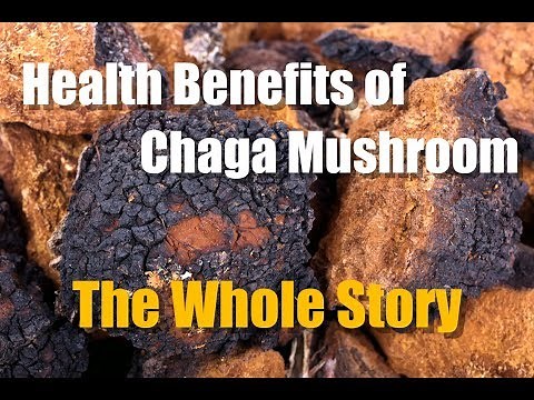 CHAGA MUSHROOM HEALTH BENEFITS - THE WHOLE STORY