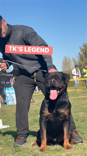 Look how beautiful my Rottweiler is! Remember his name, TK'S LEGEND 😎😎😎 | TK'S Rottweilers