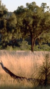 Explore the world of elephants and kangaroos in their natural habitats. Witness the unique bond between a mother kangaroo and her joey, and the heartwarming act of mutual grooming. Nature's wonders unfold! #Elephants #Kangaroos #Wildlife #Motherhood #AnimalBond #Nature | Real Wild