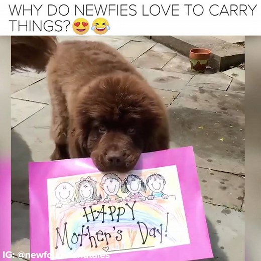 I love Newfies so much 😍 | BuzzFeed Animals