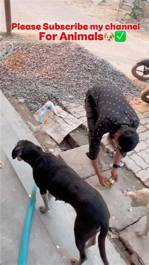 “Hungry animals🙏🏻💯💔#humanity %#shortvideo #liveanimals #helpingcaer🙏🏻